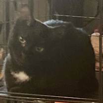 Thumbnail photo of Nicky #2