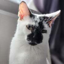 Thumbnail photo of MJ #1