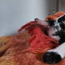 Thumbnail photo of MJ #2