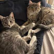 Thumbnail photo of Fog & Mist #1