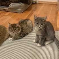 Thumbnail photo of Fog & Mist #2