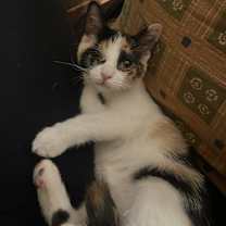 Thumbnail photo of Jelly Belly & Skittles #2