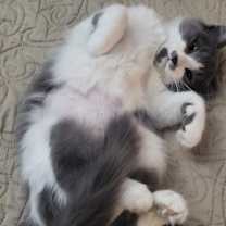 Thumbnail photo of Ariel #1