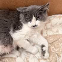 Thumbnail photo of Ariel #3