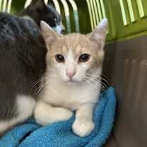 Thumbnail photo of Fisher #4