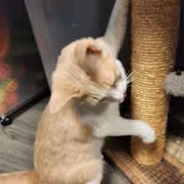 Thumbnail photo of Denver #4