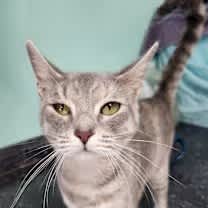 Thumbnail photo of Oceania #1