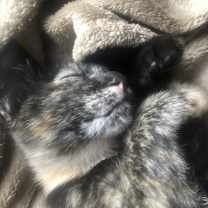 Thumbnail photo of Clover #1