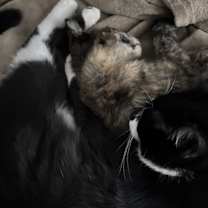 Thumbnail photo of Clover #2