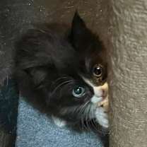 Thumbnail photo of Darter #4