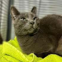 Thumbnail photo of Lulu #2