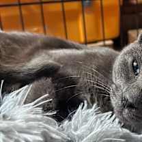 Thumbnail photo of Lulu #3