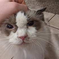 Thumbnail photo of Boma #1