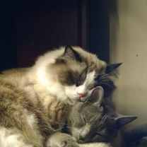 Thumbnail photo of Boma #2