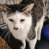 Thumbnail photo of Cosmo #1