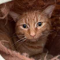 Thumbnail photo of Tatum #3