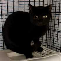 Thumbnail photo of Dew #3