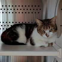 Thumbnail photo of Dora #1