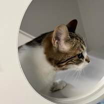 Thumbnail photo of Dora #3