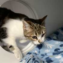 Thumbnail photo of Dora #4