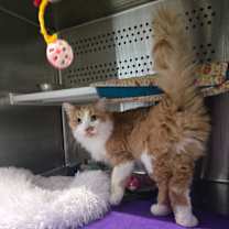 Thumbnail photo of Fuego (Erie) #1