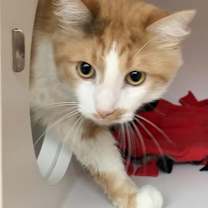 Thumbnail photo of Fuego (Erie) #2