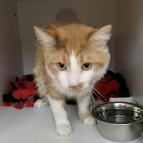 Thumbnail photo of Fuego (Erie) #3