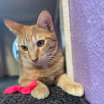 Thumbnail photo of Milo #2