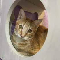 Thumbnail photo of Milo #3