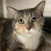 Thumbnail photo of Patches #1