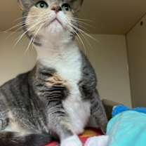 Thumbnail photo of Patches #4