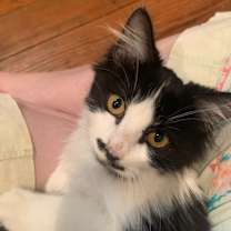 Thumbnail photo of Duchess Moustachia #1