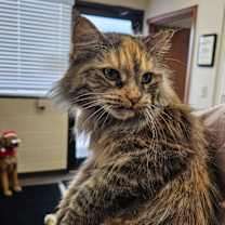 Thumbnail photo of Gypsy #3