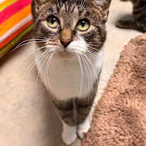 Thumbnail photo of Norma #1