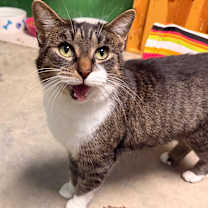 Thumbnail photo of Norma #2