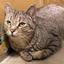 Thumbnail photo of Rocky #1