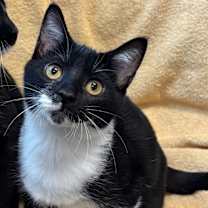 Thumbnail photo of Mira #1