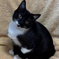 Thumbnail photo of Mira #2