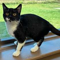 Thumbnail photo of Mira #3