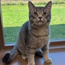 Thumbnail photo of Rumi #2