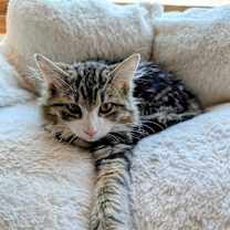 Thumbnail photo of Golly Gee25 #1