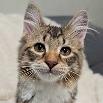 Thumbnail photo of Gulliver25 #1