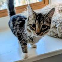 Thumbnail photo of Gulliver25 #2