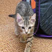 Thumbnail photo of Reggie25 #4