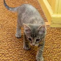 Thumbnail photo of Roscoe25 #3