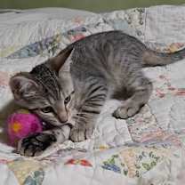 Thumbnail photo of Rummy25 #2