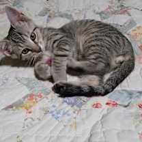 Thumbnail photo of Rummy25 #4