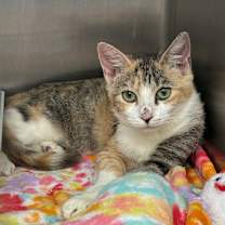 Thumbnail photo of Toffee #1