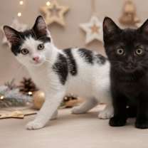 Thumbnail photo of Bart and Lisa #1