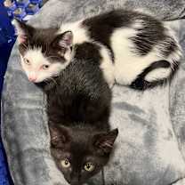 Thumbnail photo of Bart and Lisa #2